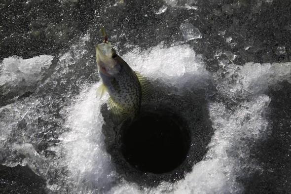 hooked fish during ice fishing