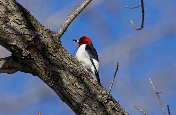 Red headed woodpecker on tree