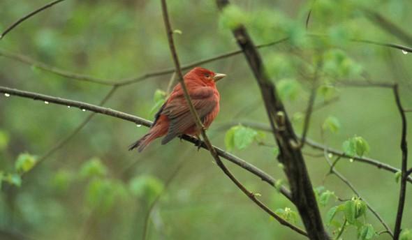 red male summer tanager
