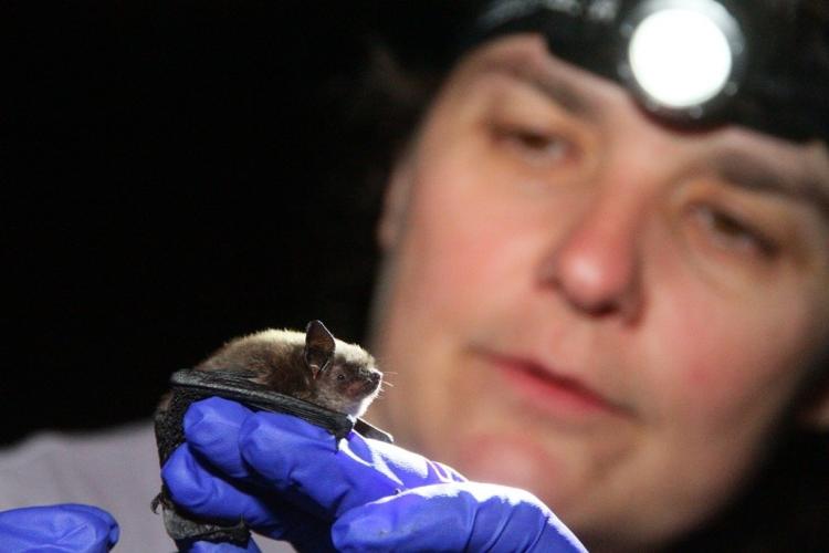 researcher holds a little brown bat