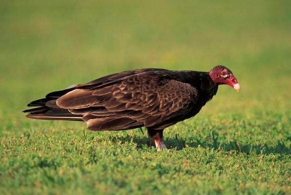 A turkey vulture stands in a grass field.