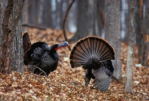 two tom turkeys in woods