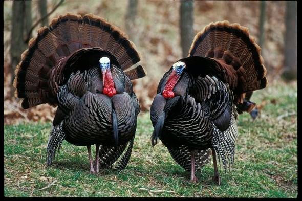 Two male turkeys in a wooded area.