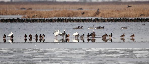 waterfowl on water at Loess Bluffs National Wildlife Refuge