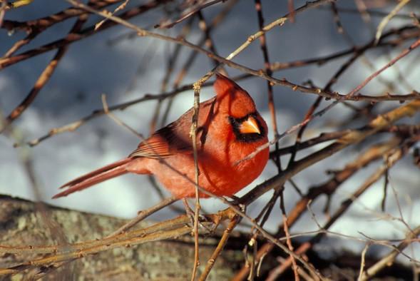 Cardinal in winter