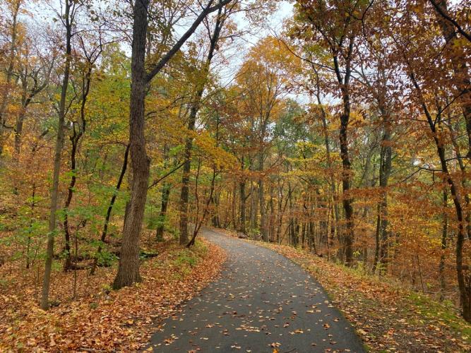 A damp, paved walking path leads into yellow, rust, and green-leaved woods.