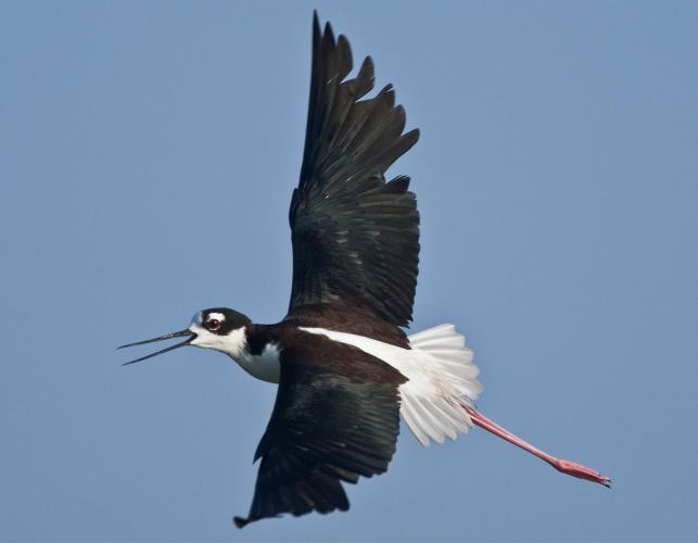 Male black-necked stilt flying and calling