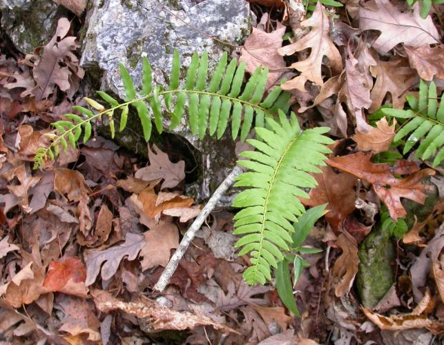 Photo of Christmas fern showing fertile frond (left) and vegetative frond