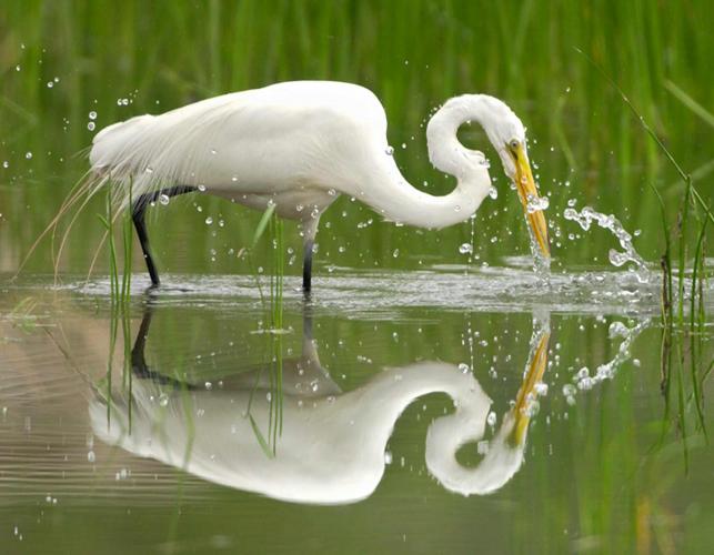 Photo of a great egret fishing, beautifully reflected on the water