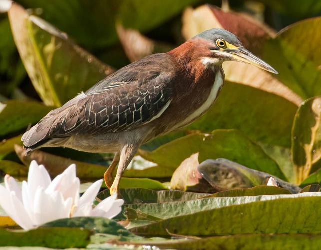 Photo of a green heron walking on water lilies