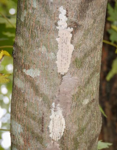Spotted lanternfly eggs, some in rows and not covered, and some rows that have been covered, on silver maple trunk