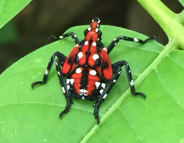 Immature spotted lanternfly resting on a leaf
