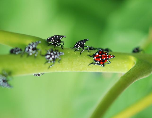 Several juvenile spotted lanternflies, different stages, feeding on a green twig of a tree