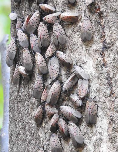 Numerous adult spotted lanternflies resting on the bark of a tree trunk
