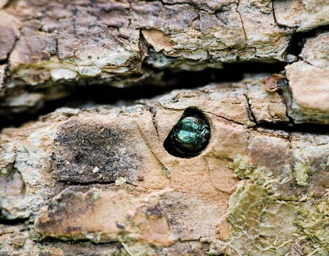 emerald-green beetle hiding in D-shaped hole in ash tree