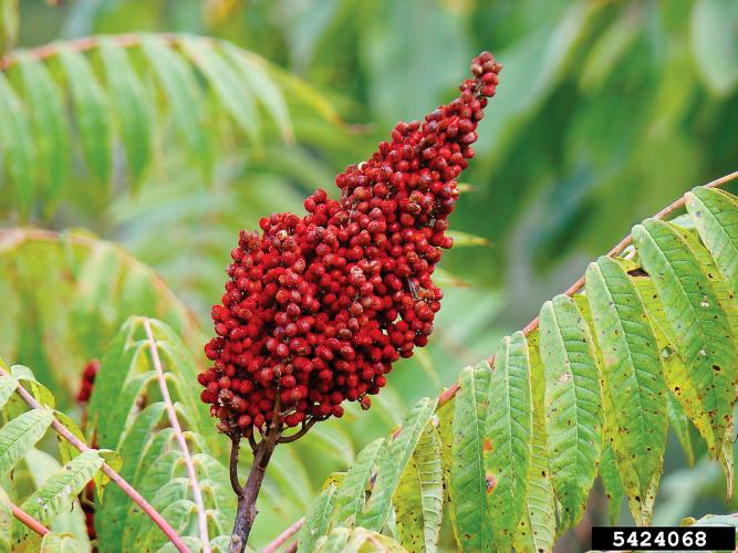 Photo of a Smooth Sumac berry cluster.