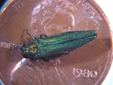 Emerald ash borer beetle shown against penny