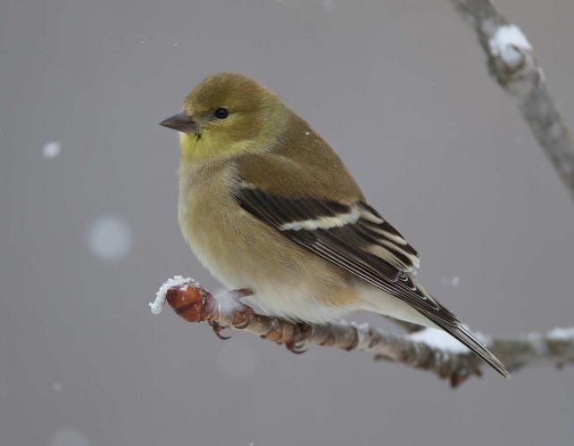Photograph of a female American goldfinch in winter plumage