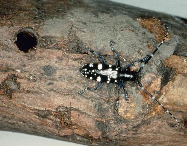 Photo of an Asian longhorned beetle on a log near its exit hole