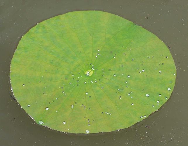 Photo of American lotus, young floating circular leaf