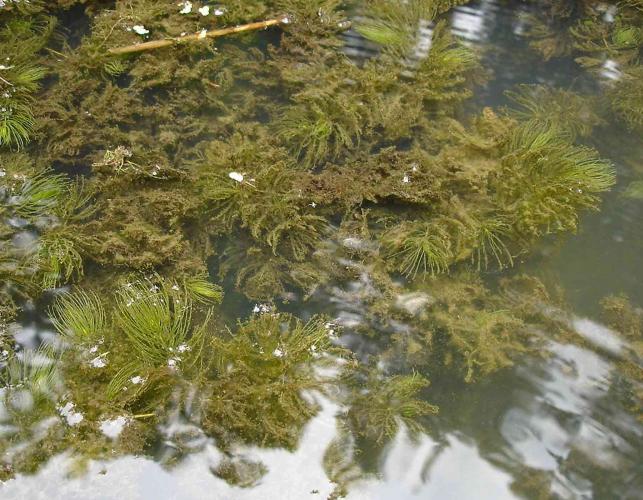 Photo of coontail aquatic plant colony just under water surface