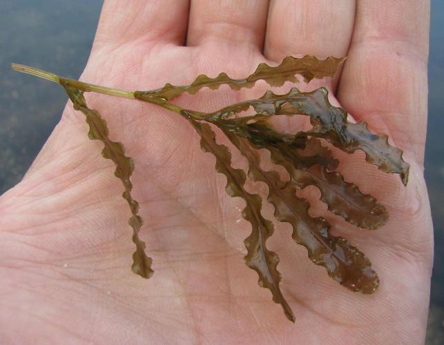 Photo of curled pondweed closeup of leaves in a person's hand