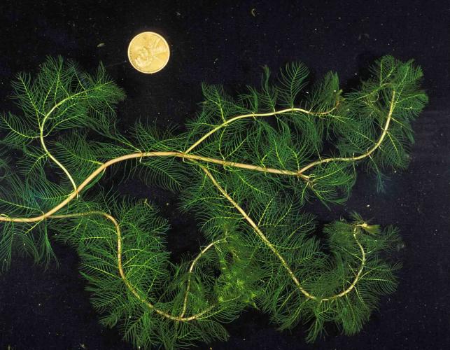Photo of Eurasian milfoil plants with a penny for scale