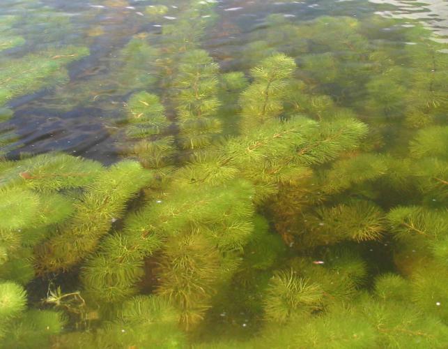 Photo of several two-leaf water milfoil plants under the water surface