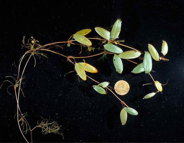 Photo of variable-leaf pondweed with penny for scale