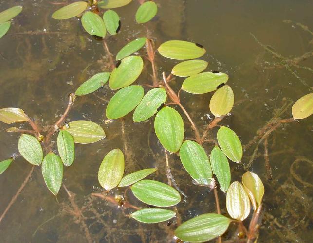 Photo of variable-leaf pondweed leaves floating in a muddy pond