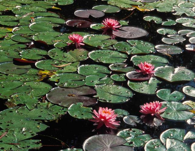 Photo of water lily pads and flowers on a pond