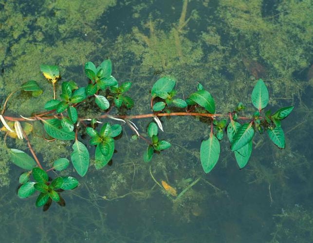 Photo of water primrose plant growing in water
