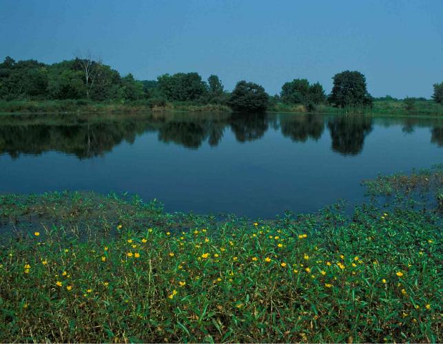 Photo of a water primrose colony in a lake