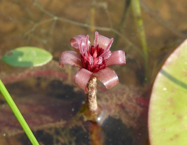 Photo of water shield flower