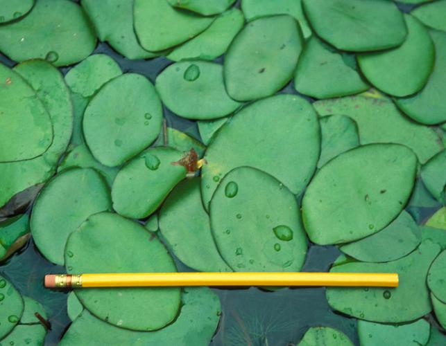 Photo of water shield leaves on pond surface with pencil for scale