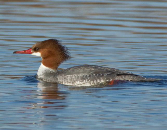 Photo of a female common merganser floating on water.