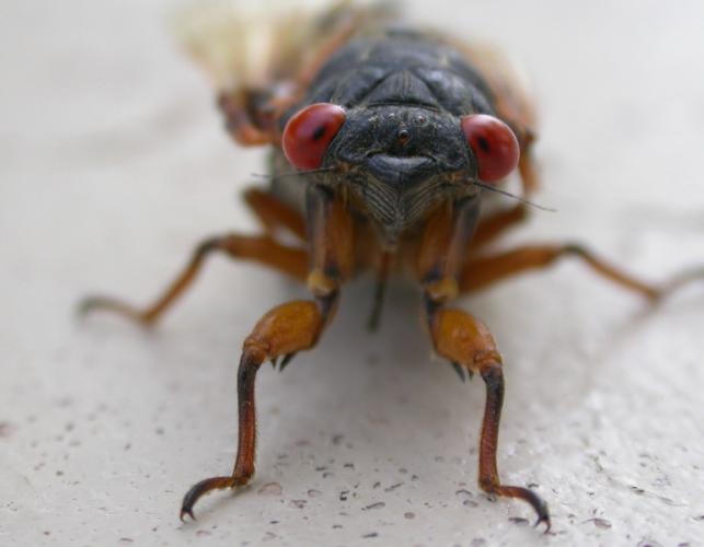 Photo of a periodical cicada shown from the front.