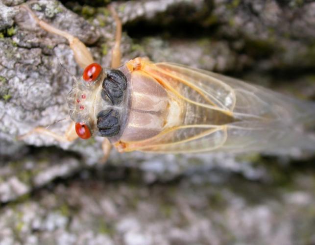 Photo of a periodical cicada shortly after molting.