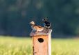 Wood ducks perched on a nesting box in a field