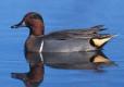 Photo of a male green-winged teal floating on water.