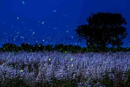 Fireflies in a Field