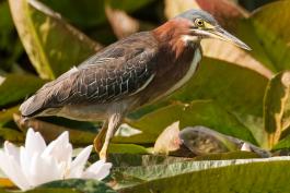 Photo of a green heron walking on water lilies