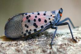 Adult spotted lanternfly resting on bark, viewed from side