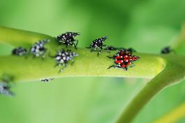Several juvenile spotted lanternflies, different stages, feeding on a green twig of a tree