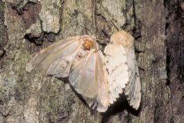 Two spongy moths resting on the bark of a tree