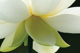 Photo of an American lotus flower, closeup from side