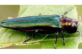 metallic, emerald-green beetle on ash leaf
