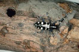 Photo of an Asian longhorned beetle on a log near its exit hole