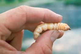 Asian longhorned beetle larva, held in someone's fingers