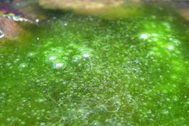 Photo of filamentous green algae with air bubbles
